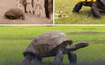 وفاة السلحفاة العملاقة جوناثان عن عمر ناهز 193 سنة في سانت هيلينا