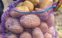 دراسة فرنسية تكشف عن ارتباط محتمل بين استخدام المبيدات وحدوث السرطان في بيرو