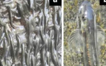 سمكة صغيرة تتحدى الجاذبية.. اكتشاف علمي يوثق قدرتها على تسلق شلالات عمودية في الكونغو