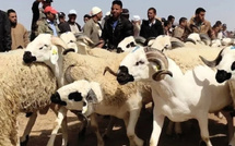 عيد الأضحى بين مؤشرات الانفراج وتحديات القدرة الشرائية: هل تنخفض أسعار الأضاحي فعلاً؟