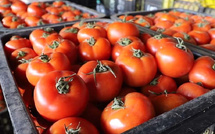 المغرب يتصدر صادرات الطماطم إلى أوروبا في ظل تراجع الطماطم الإسبانية