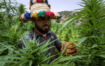 القنب الهندي بالمغرب : إنتاج وطني يناهز 19.576 قنطارا و5765 رخصة نشيطة خلال 2025