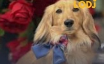 كلب داشهند يتحول إلى مصدر دخل ويحقق أكثر من 13 ألف دولار