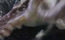 دراسة تكشف سلوكاً غير مألوف لإناث الأخطبوط في أستراليا