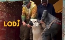 من قلب مكناس.. الصردي المغربي كيبهر في المعرض الدولي للفلاحة.