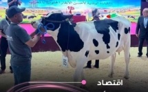 الجمال في بساطة الطبيعة وخيرات بلادنا. لحظة تتويج أجمل بقرة في SIAM 2026.