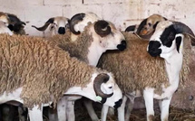 3000 درهم عند المربي و5000 عند المستهلك… الوسطاء في قلب أزمة الأسعار