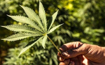 +47% في الإنتاج.. القنب الهندي بالحسيمة يسجل قفزة غير مسبوقة سنة 2025