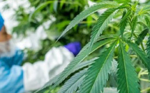 الحسيمة تسجل قفزة في إنتاج القنب الهندي القانوني وتوسّع في الانخراط الفلاحي