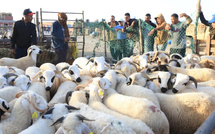 مع اقتراب عيد الأضحى : جمعية حماية المستهلك تحذر من المضاربين جراء ارتفاع الأسعار