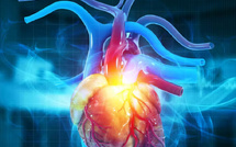 لماذا يُعدّ سرطان القلب نادراً؟ دراسة علمية تكشف دور نبضات القلب في الحماية من الأورام