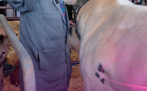 موعد جديد من Tsserkila F’Stand مع صرخة كساب من قلب الميدان ومن قلب الانشغالات الحقيقية ديال العالم القروي والثروة الحيوانية