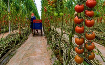 قطاع الطماطم بالمغرب تحت الضغط: أزمة إنتاج تدفع نحو إعادة توجيه السوق نحو الداخل