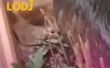 مشهد مؤثر في غازي عنتاب يوثق حمامة تحمي صغارها من البرد والمطر