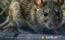 منظمة الصحة العالمية تؤكد أن فيروس هانتا لا يشكل بداية جائحة عالمية