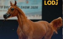 الرباط تحتفي بسحر الخيل العربية في كأس الإمارات العالمي 2026