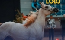 الرباط تحتفي بجمال الخيل العربية في كأس الإمارات العالمي