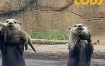 لحظات عائلية ساحرة مع ثعالب الماء في “San Diego Zoo”.. عالم من البساطة المدهشة