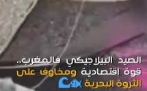 واقع المصايد المغربية: ضغط مكثف يهدد استدامة أسماك السطح.