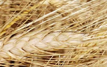 المغرب يعلّق مؤقتا واردات القمح اللين بعد تحسن الموسم الفلاحي
