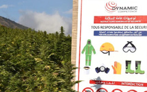 انتهاء موسم زراعة القنب الهندي بالمغرب وسط توسع متسارع للقطاع القانوني