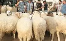 مغاربة يختارون الضيعات الفلاحية لاقتناء أضاحي العيد هرباً من فوضى الأسواق