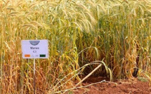 انطلاقة واعدة لموسم حصاد الحبوب بالمغرب وتوقعات بإنتاج قياسي يقترب من 90 مليون قنطار