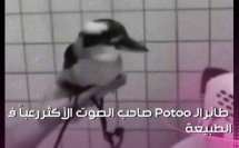 تخيل تكون وسط غابة مظلمة وتسمع صرخة استغاثة بشرية مفزعة