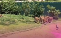 فيديو صادم كيروج بشكل كبير على منصات التواصل الاجتماعي؛ كيوثق لحظات تحبس الأنفاس لطائر "الكرسي"