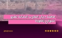 قافلة ديال الكلاب الضالة تغزو شوارع زاكورة وتثير قلق الساكنة