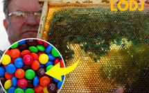 العسل الأزرق والأخضر.. عندما غيّرت حلوى M&amp;M's لون إنتاج النحل