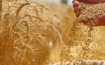 تحسن المحصول الوطني يخفض حاجة المغرب إلى واردات القمح اللين من فرنسا