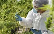 دواء مغربي مستخلص من القنب الهندي لعلاج الصرع يلفت الأنظار في إيطاليا