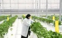 الفَرْسَان الشرقي يثير المخاوف.. هل يتحول إلى تهديد للزراعة وتربية النحل؟