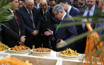 إنتاج التمور بالمغرب يرتفع 11% ليصل إلى 177 ألف طن